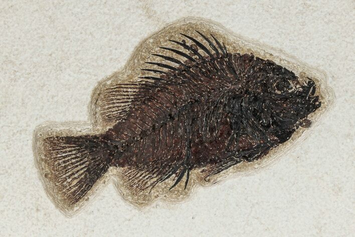 Detailed Fossil Fish (Cockerellites) - Wyoming #342432